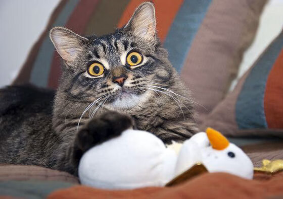 曼联主场大胜诺里奇，进攻火力全开，曼联主场2021