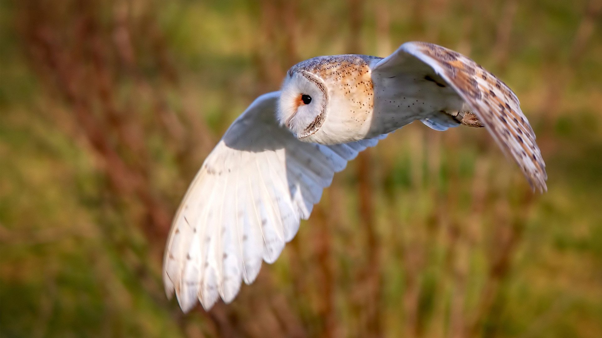 全国高校滑雪邀请赛燃爆冬日激情，全国滑雪锦标赛