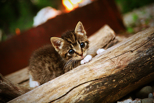 德甲球队利用情绪波动曲线预测关键时刻战术执行效率,情绪波动期是什么意思