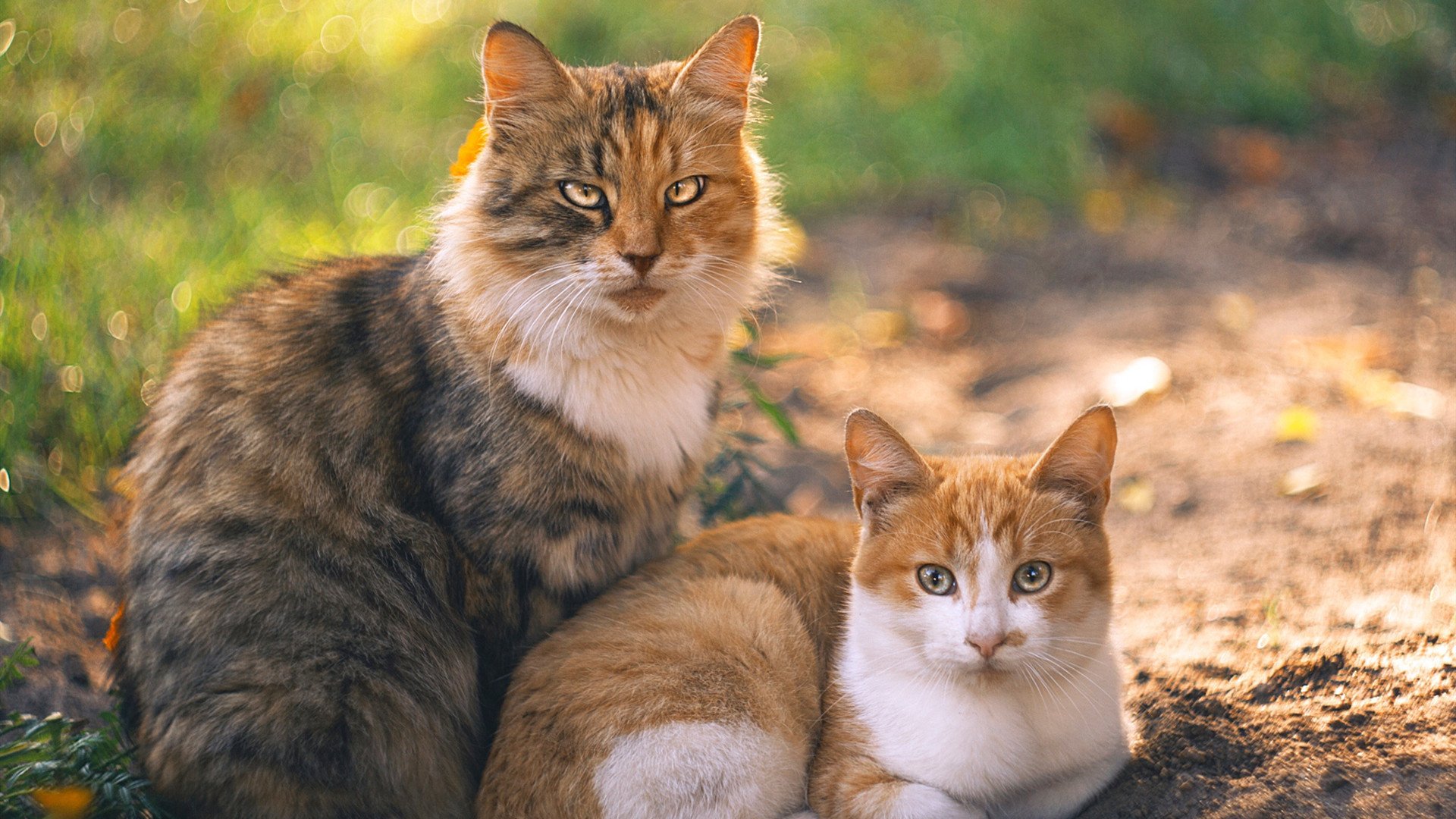 篮球运动员心理健康维护与干预机制研究,篮球运动员心理健康维护与干预机制研究论文