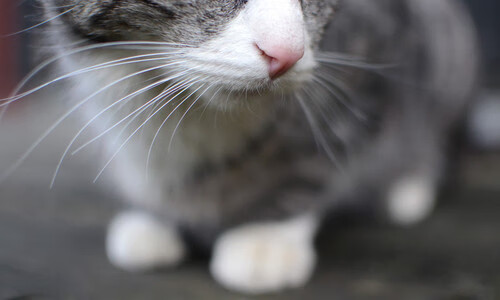 英超球队基于数据分析优化角球防守策略,英超角球越位