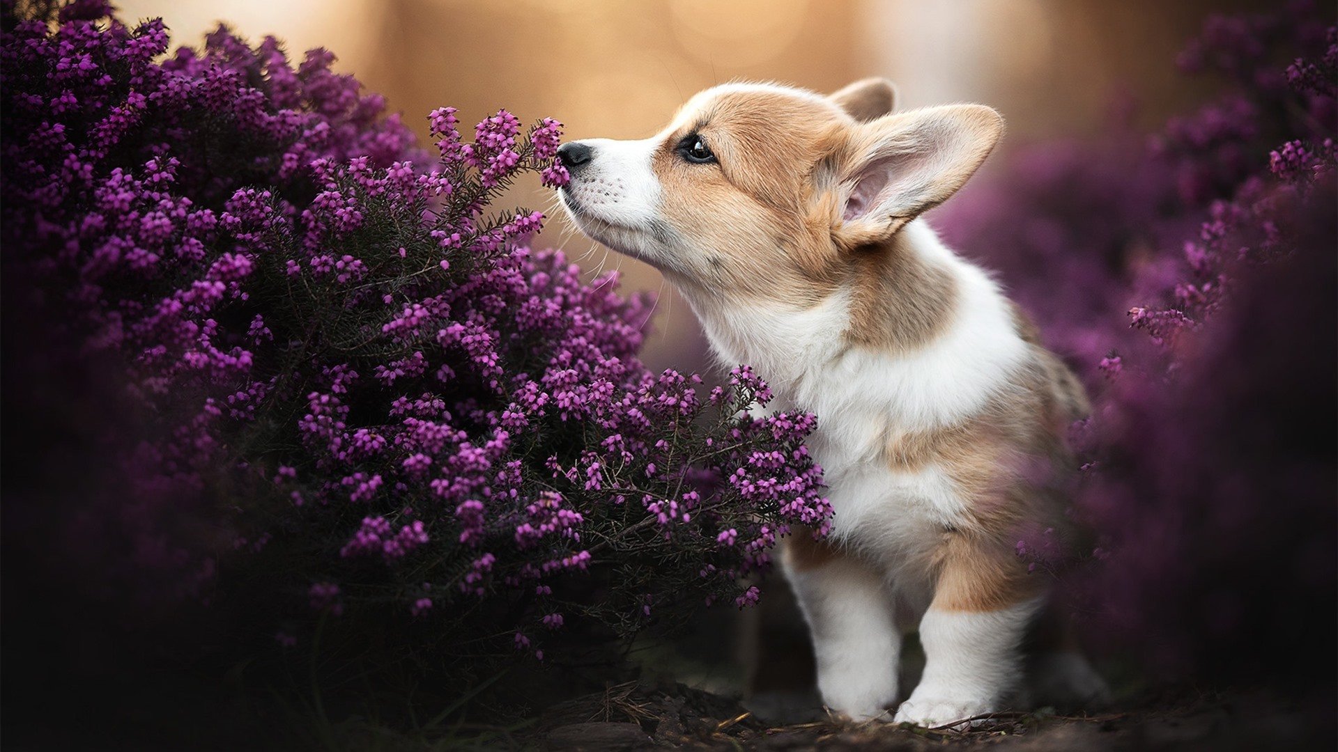 九游赛事-CBA多支球队试训大学生球员 探索校园篮球合作，大学生篮球联赛cuba