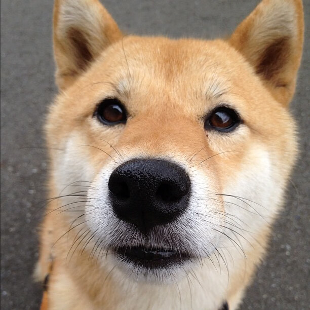 CBA多支球队试训大学生球员 探索校园篮球合作,大学生篮球联赛cuba