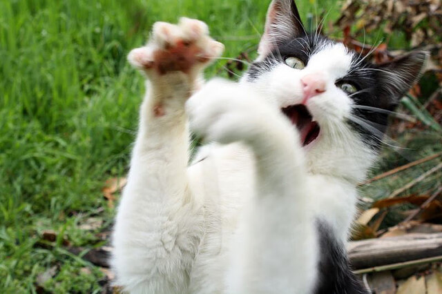 中国香港队在国际乒联混合团体世界杯中展现强大实力,乒乓球 香港队