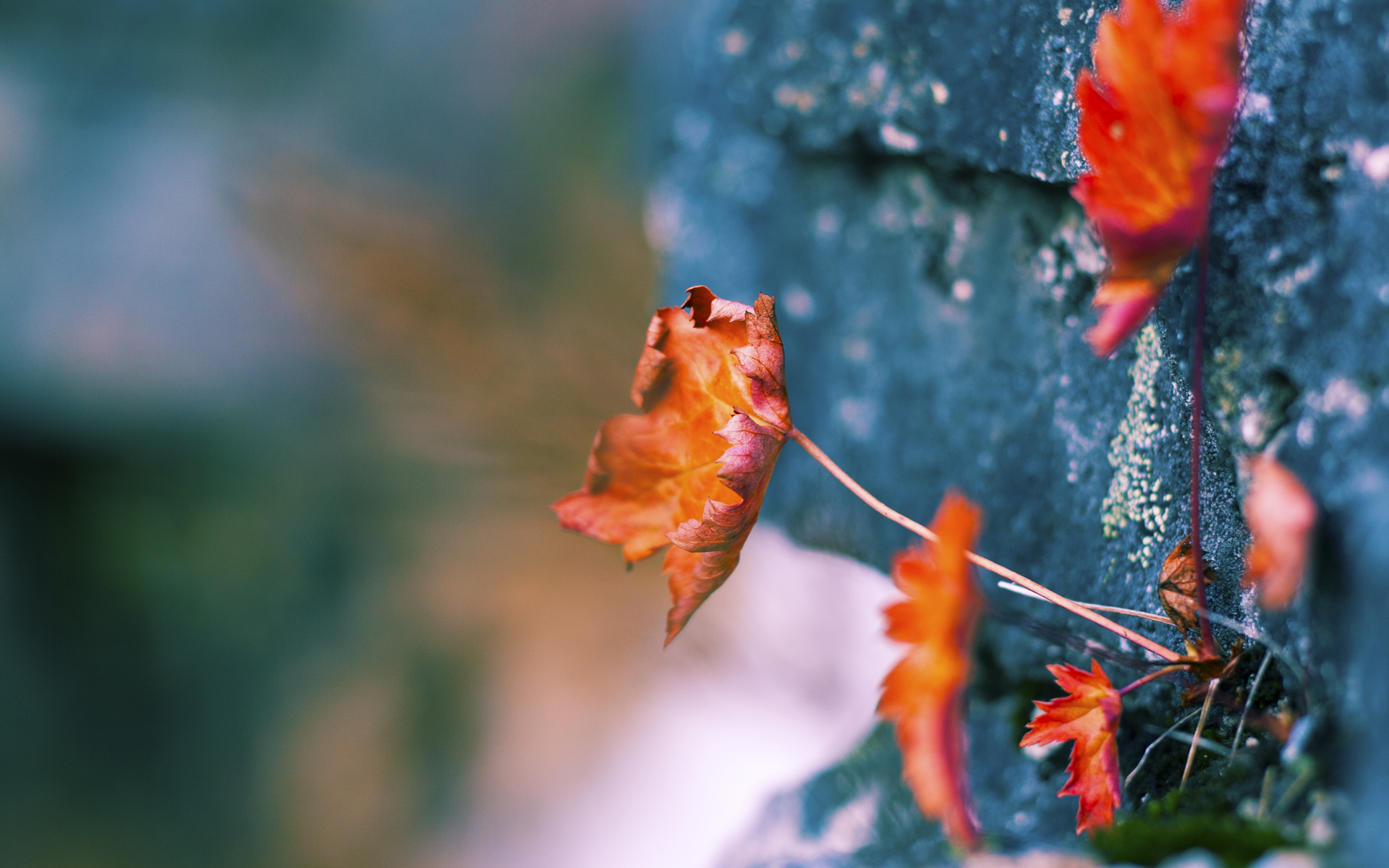 五大联赛防线平均年龄对稳定性的影响,五大联赛年龄最大