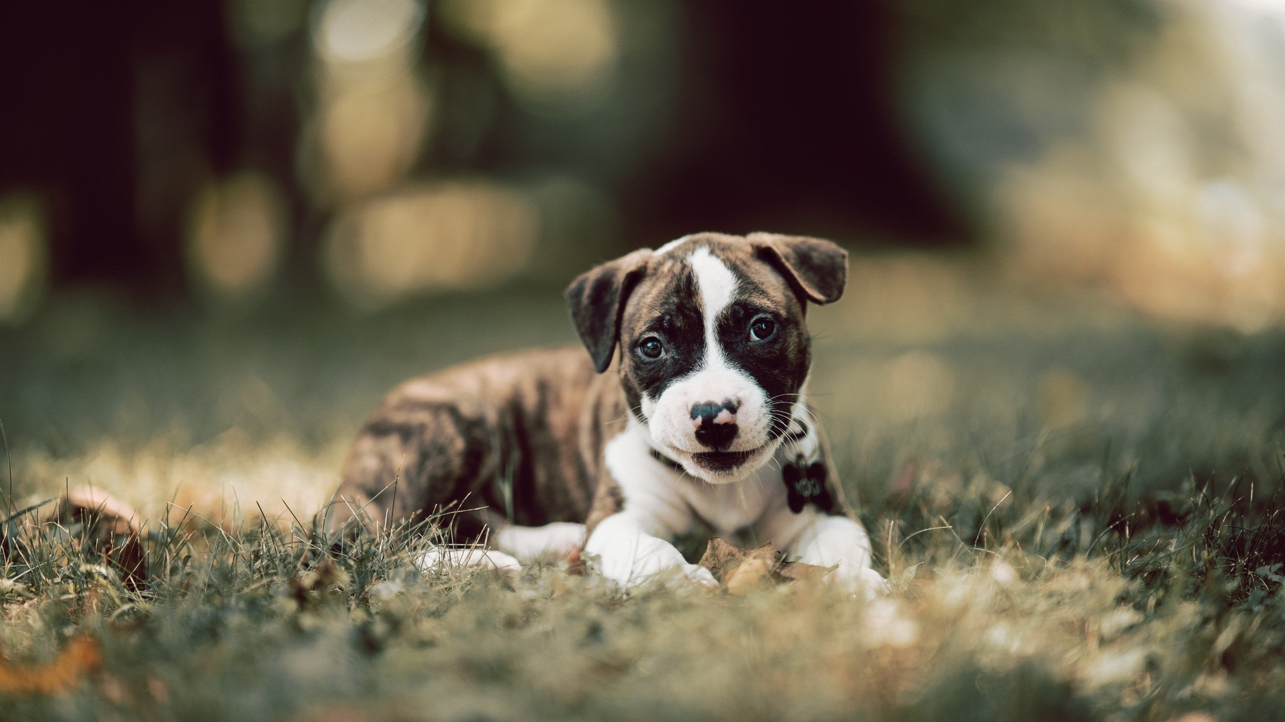 博卡青年433布阵难敌德式压迫,博卡青年队主场在哪儿